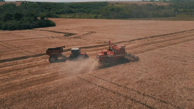 wheat harvest massey ferguson