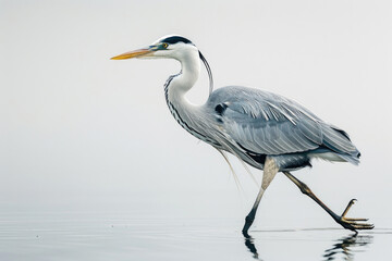 A heron wades, fishing in still waters
