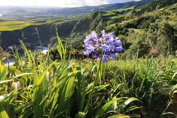 African lily from the island of Sao Miguel in the Azores - obrazy, fototapety, plakaty