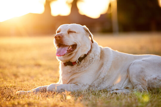 Nature, sunset and dog on ground, relax and grass in backyard, home and labrador in garden of house. Sunshine, morning and sunrise for pet, animal and fun with peace n field, lawn and outdoor