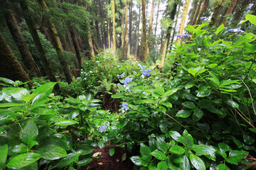 The forest of Sao Miguel island, Azores