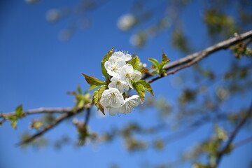 cherry blossom against sky