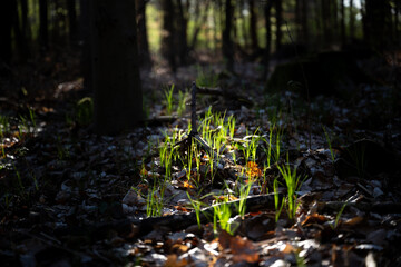 forest floor in spring and light