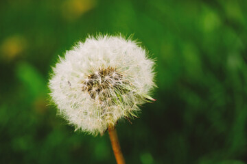 Close Up of Dandelion With Blurry Background