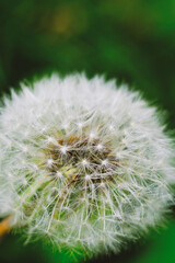 Close Up of Dandelion on Green Background