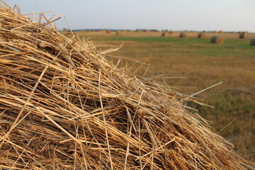dry grass on the background of a field