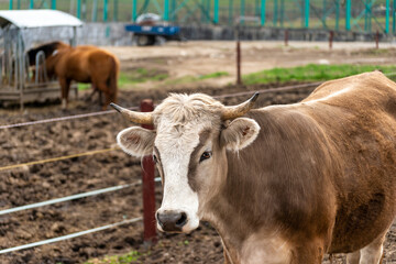 cows in a field