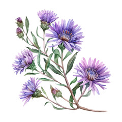 Watercolor painting vector of  aster flower, isolated on a white background, aster vector, clipart Illustration, Graphic logo, drawing design art, clipart image