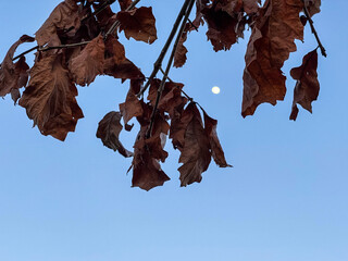 Orange Tree Leaves Against Blue night Sky with Moon