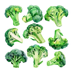 Watercolor painting vector of a broccoli, isolated on a white background, broccoli vector, clipart Illustration, Graphic logo, drawing design art, clipart image