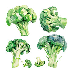 Watercolor Vector painting of a broccoli, isolated on a white background, broccoli vector, broccoli clipart, broccoli art, broccoli painting, broccoli Graphic, drawing clipart.