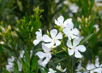 White oleander flowers and leaves in garden 3