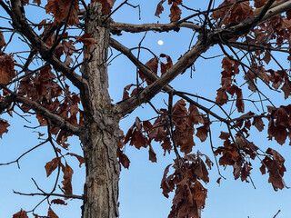 Orange Tree Leaves Against Blue night Sky with Moon