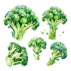 Watercolor drawing vector of a broccoli, isolated on a white background, clipart image, Illustration painting, design art, broccoli vector, Graphic logo, drawing clipart. 