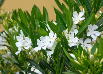 close up of white oleander flowers in bloom 2