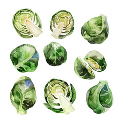 Watercolor painting of set brussels sprouts, isolated on a white background, brussels sprouts vector, drawing clipart, Illustration Vector, Graphic Painting, design art, logo.