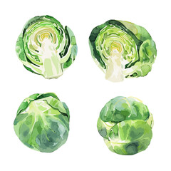 Watercolor clipart vector of  sprouts, isolated on a white background, brussels sprouts vector, Illustration painting, Graphic logo, drawing design art