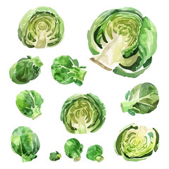 Watercolor Vector painting of set brussels sprouts, isolated on a white background, brussels sprouts vector, brussels sprouts clipart, brussels sprouts art, brussels sprouts painting