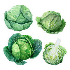 Watercolor vector of set cabbage, isolated on a white background, design art, drawing clipart, Illustration painting, Graphic logo, cabbage vector 