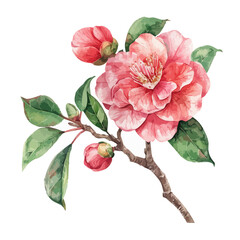 Watercolor vector of a camellia, isolated on a white background, design art, drawing clipart, Illustration painting, Graphic logo, camellia vector 