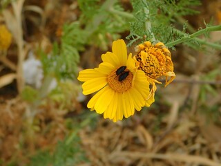 Two black bugs on a wild yellow flower in the spring