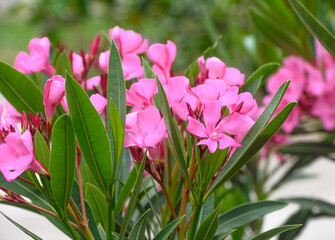 Blooming pink oleander flowers in the garden. Pink oleander nerium is an ornamental shrub. 1