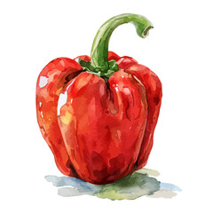 Watercolor Vector painting of a capsicum (Peppers), isolated on a white background, capsicum vector, capsicum clipart, capsicum art, capsicum painting, capsicum Graphic, drawing clipart.