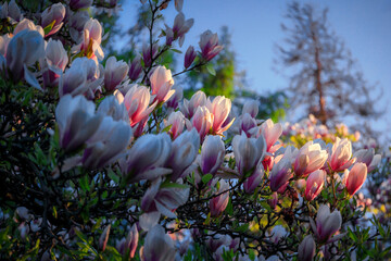 Flowering trees in a spring public park, Gdansk Oliwa. Poland - obrazy, fototapety, plakaty