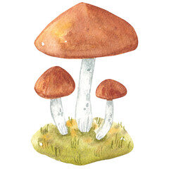 Hand drawn watercolour mushrooms on lawn. Cute forest illustration for print, card, textile, stationary.