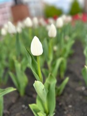 White blooming tulip on a flowerbed close-up in spring against the background of flowering plants