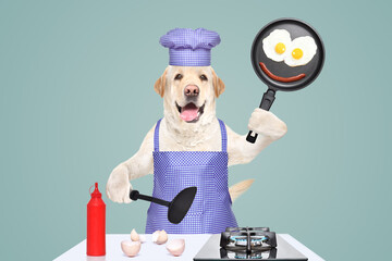 Cheerful Labrador in a chef's costume with fried eggs in a frying pan in his hands on a blue background