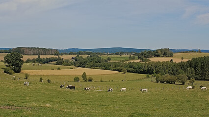 Meadows and forest in the Luexmbourg countryside. Fenced meadows and woods on a sunny summer day in...