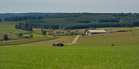 Obraz premium Hill landscape with meadows and forests . Saint Hubert, Wallonia, Belgium 