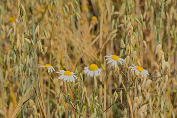  Chamomile flowers in an oat field. 