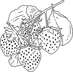 fruits line element design for templates.