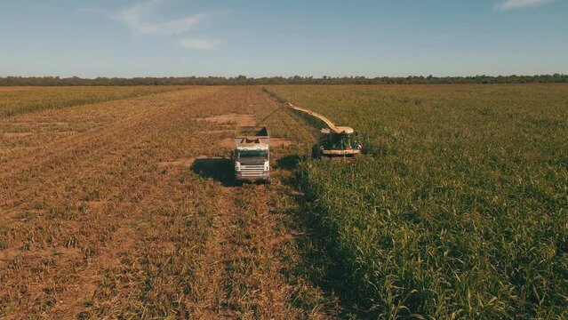 corn silage harvest krone chopper