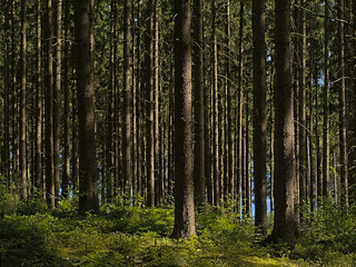 . Sunny pine forest in Ardennes near Saint Hubert, Wallonia, Belgium 