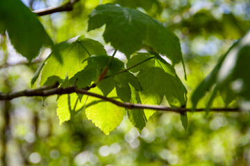 green leaves on a branch in the sun