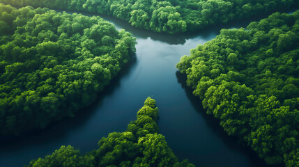 Fototapeta premium Aerial view landscape of a river winding through a dense forest. Showing the perfection of nature.