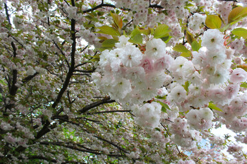 beautiful glamorous sakura flowers, floral background