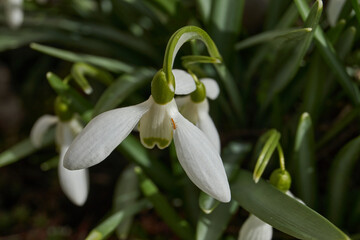 Snowdrops bloom on the lawn in the garden. The snowdrop is a symbol of spring. Snowdrop, or...
