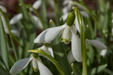 Snowdrops bloom on the lawn in the garden. The snowdrop is a symbol of spring. Snowdrop, or...