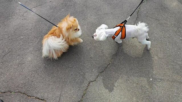 Two small dogs meeting on the street, exploring each other and playing