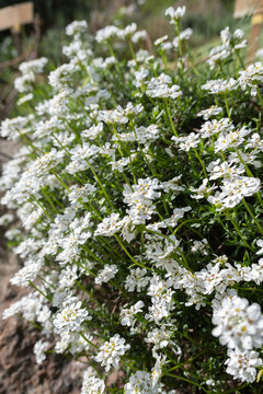 White beauty flowers of Iberis saxatilis or the rock candytuft in early spring garten