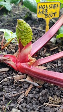 red-stemmed rhubarb variety Holsteiner Blut