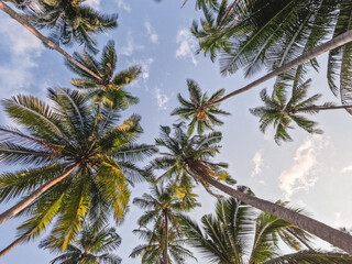 Bright palm trees against the background of a clear morning sky and sun rays. Closeup, outdoor. View from bottom to top. Vacation and travel concept