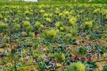 Broccoli, or Brassica oleracea var. italic, blossoming plants, grown in a farm, in Marathon, Greece