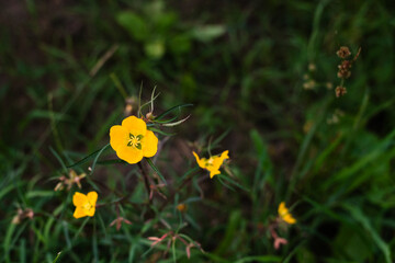 Yellow flower in Argentine countryside