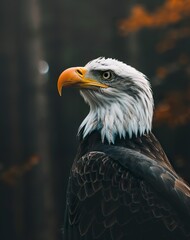 Naklejka premium Close-up of a bald eagle in side view revealing the animal's distinct features. Bald eagle in calm and serene posture on a blurred dark forest background.
