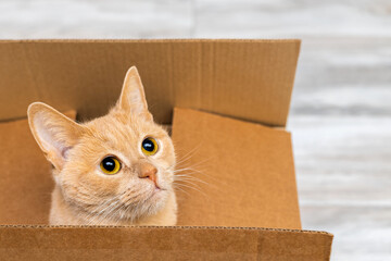 a fawn cat peeks out of a cardboard box